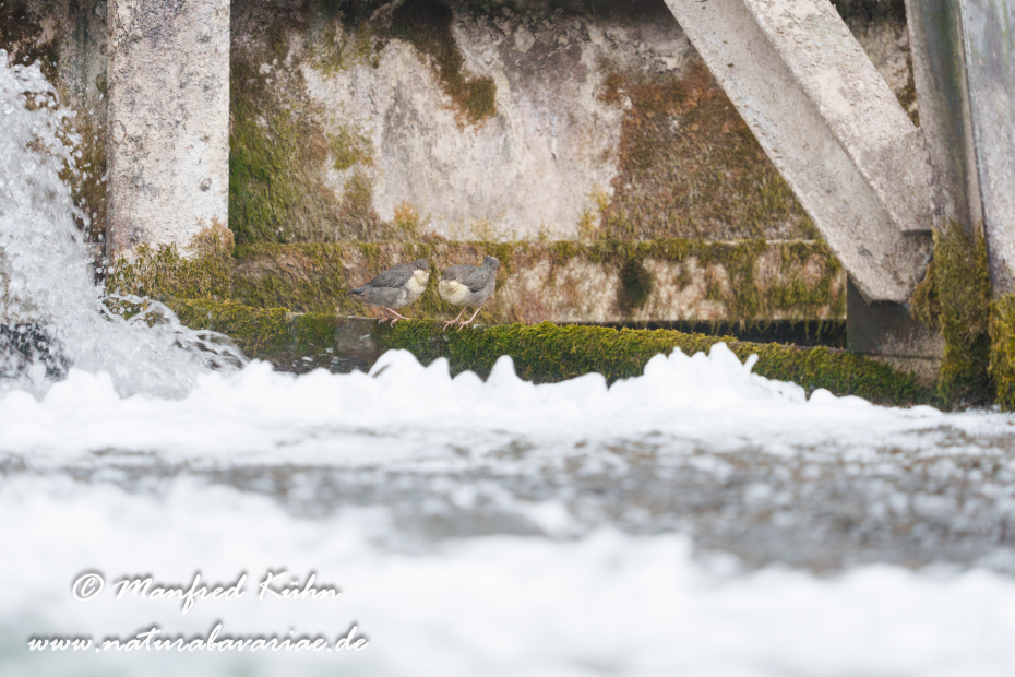 Wasseramsel ()_0744