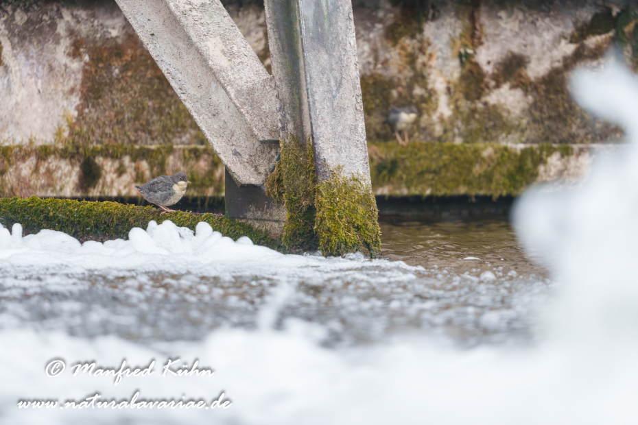 Wasseramsel ()_0745