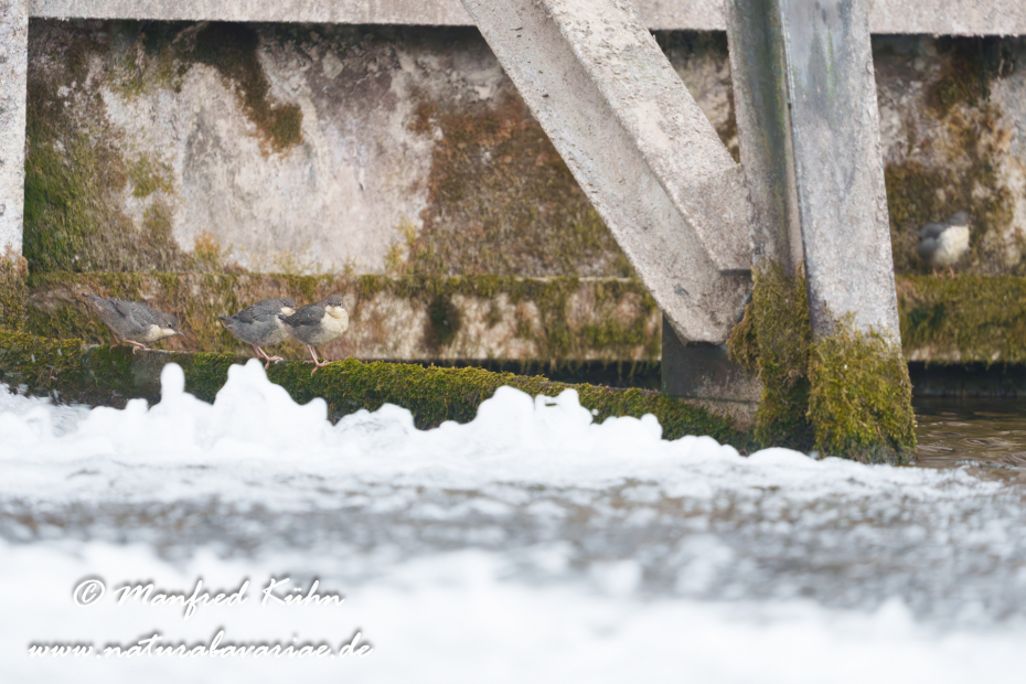 Wasseramsel ()_0746
