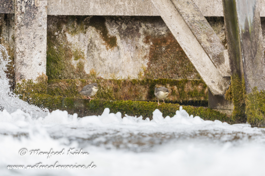 Wasseramsel ()_0753