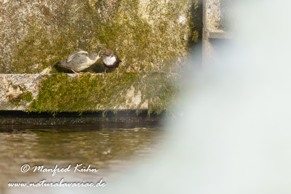 Wasseramsel ()_0761