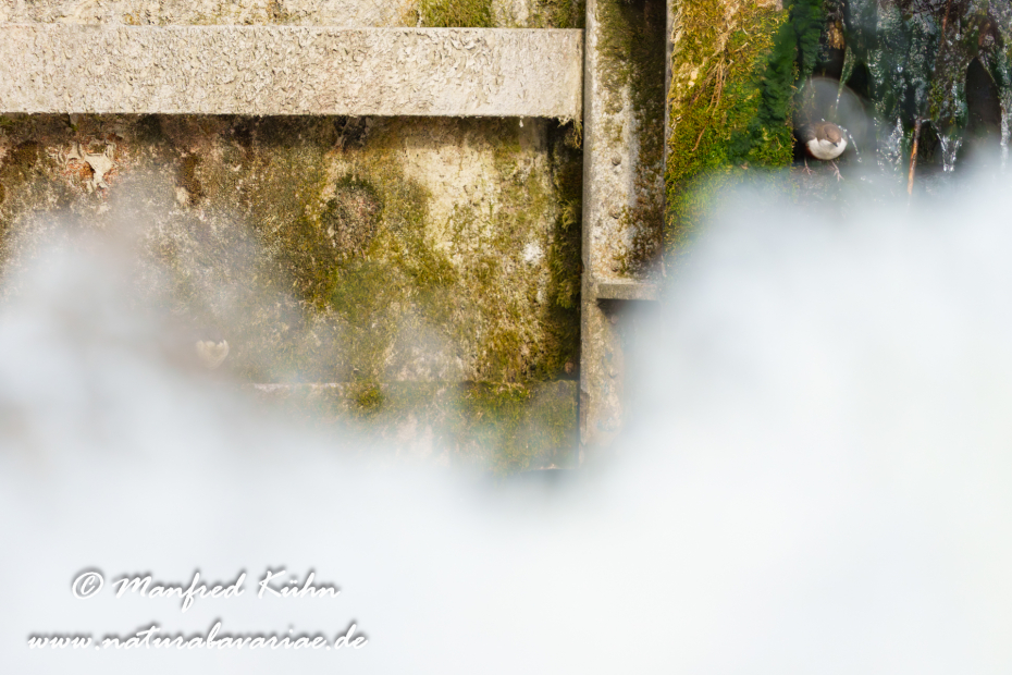 Wasseramsel ()_0763