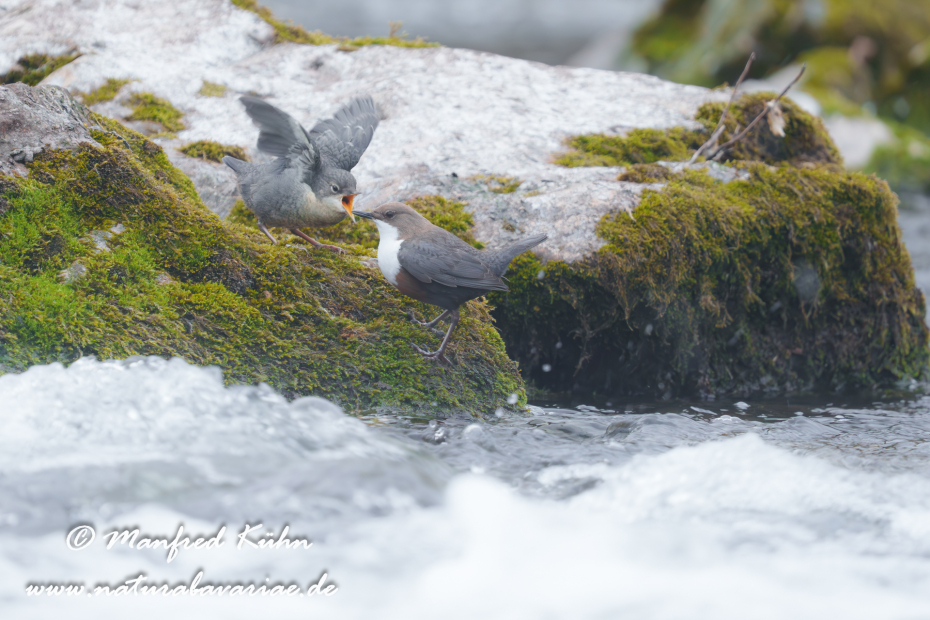 Wasseramsel ()_0769