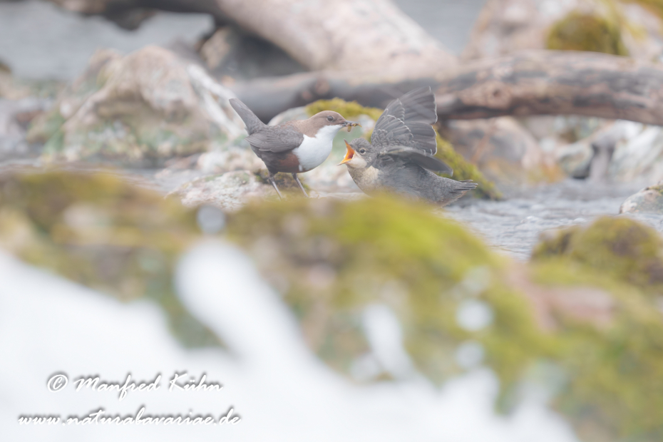 Wasseramsel ()_0777