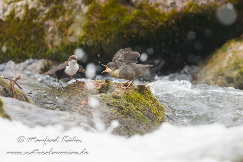 Wasseramsel ()_0787