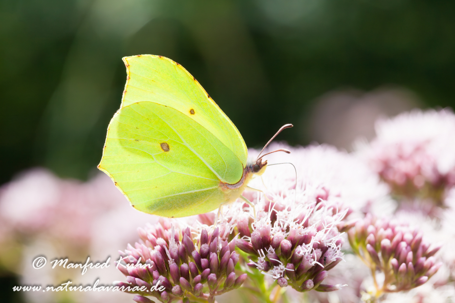 Zitronenfalter ()_0006