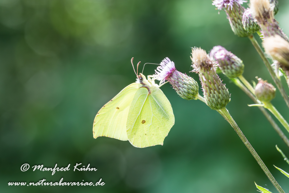 Zitronenfalter ()_0012