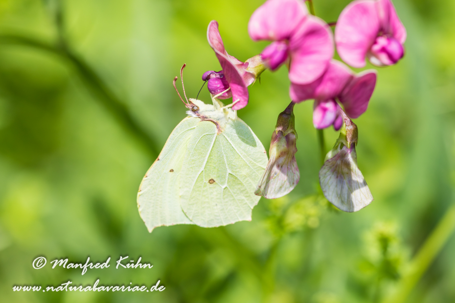 Zitronenfalter ()_0014