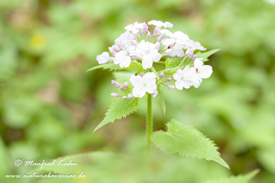 Silberblatt (Ausdauerndes)_0003