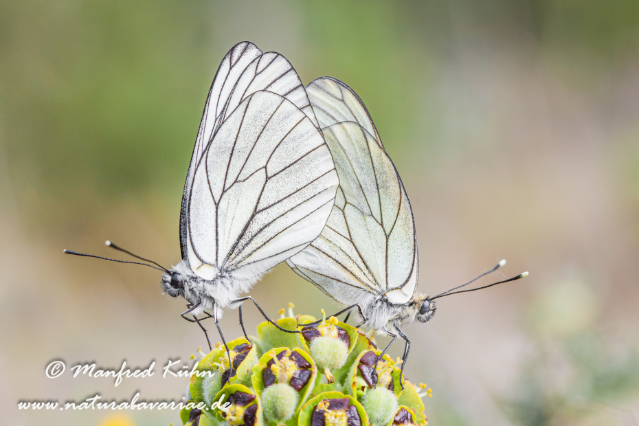 Baumweissling ()_0009