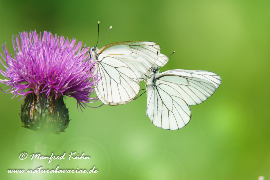 Baumweissling ()_0019