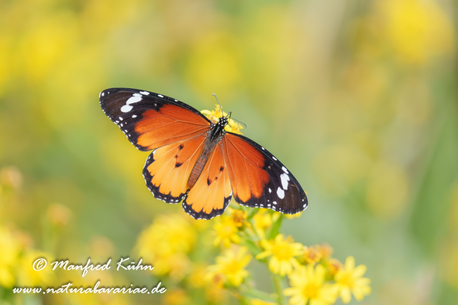 Monarch (Kleiner)_0001
