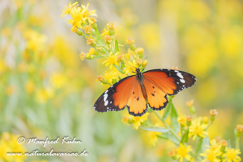 Monarch (Kleiner)_0002