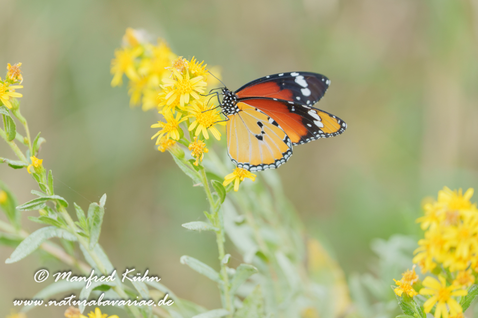Monarch (Kleiner)_0003