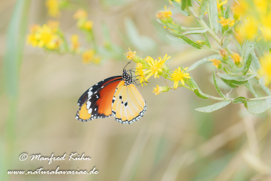 Monarch (Kleiner)_0004