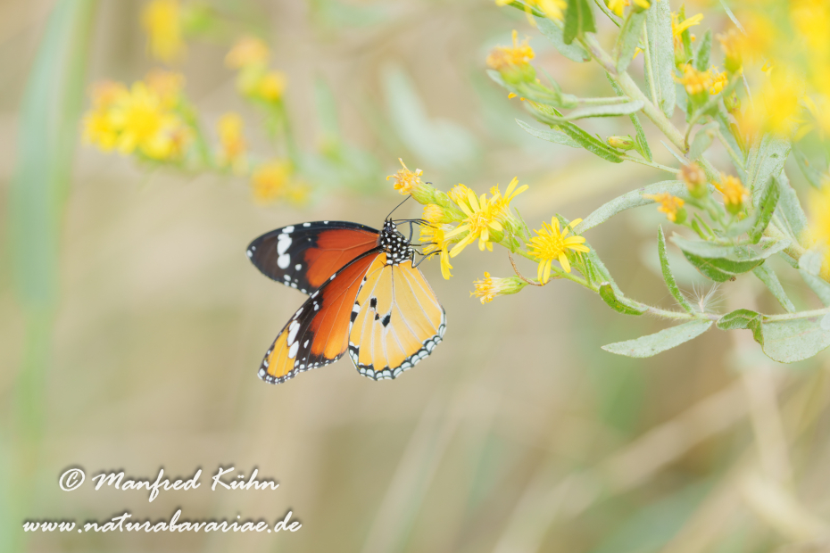 Monarch (Kleiner)_0005
