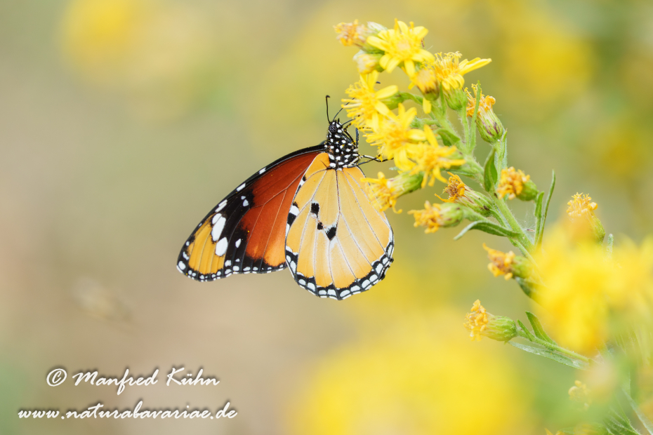 Monarch (Kleiner)_0007