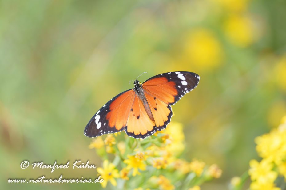 Monarch (Kleiner)_0013