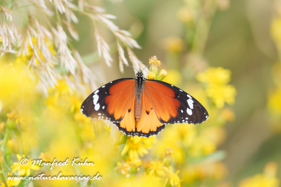 Monarch (Kleiner)_0026