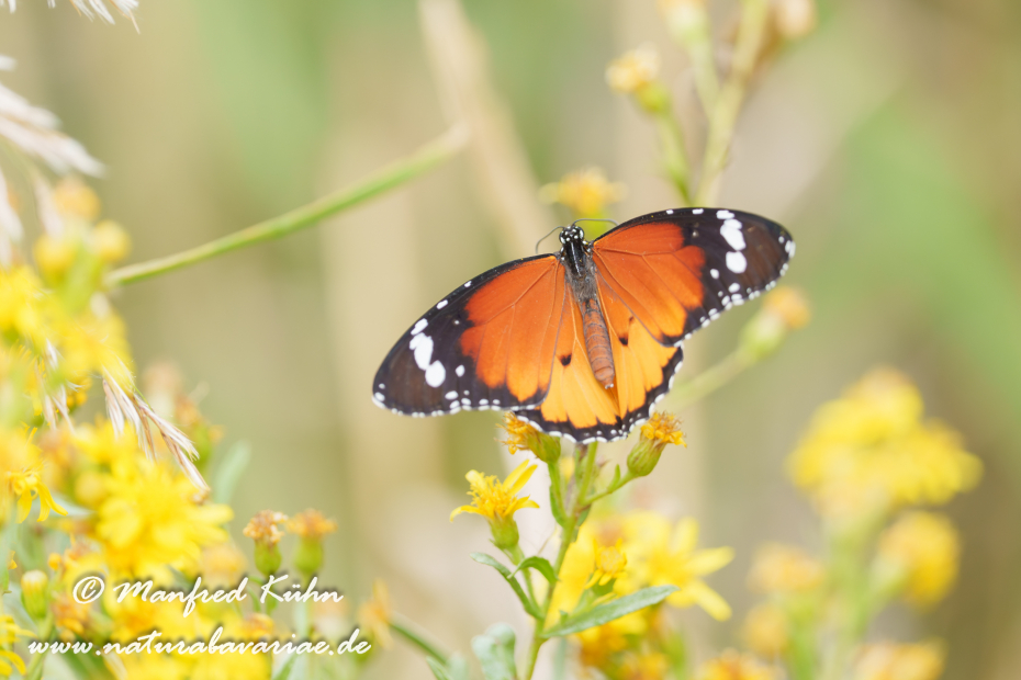 Monarch (Kleiner)_0029