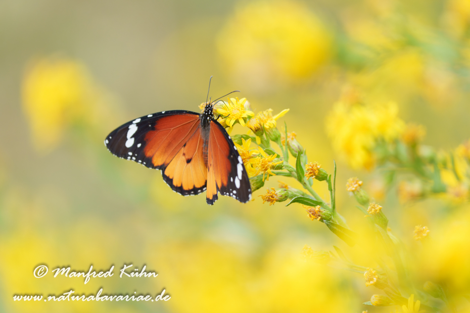 Monarch (Kleiner)_0030