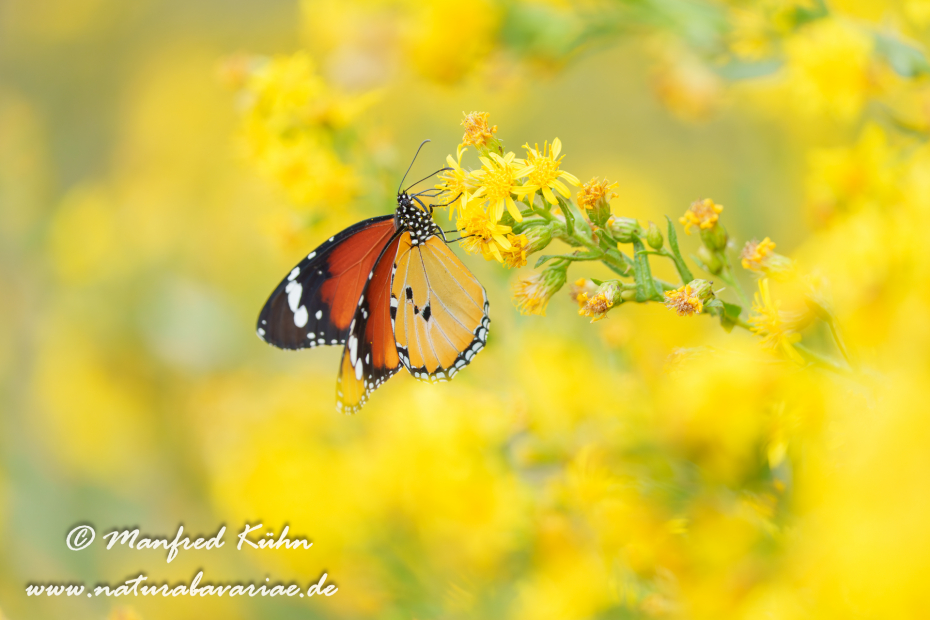Monarch (Kleiner)_0031