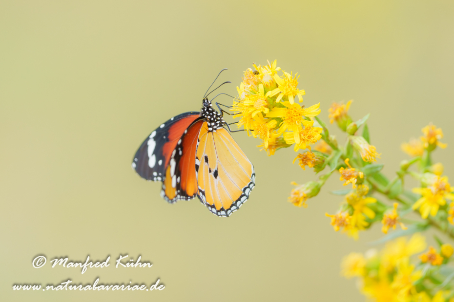 Monarch (Kleiner)_0037