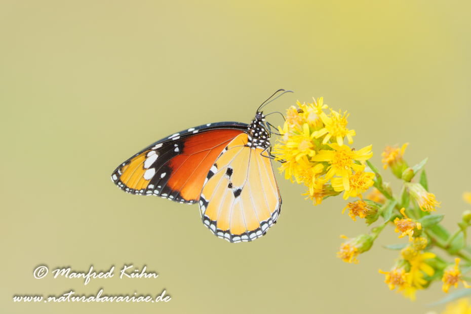 Monarch (Kleiner)_0038