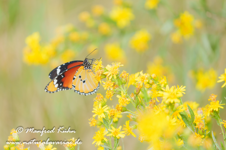 Monarch (Kleiner)_0039