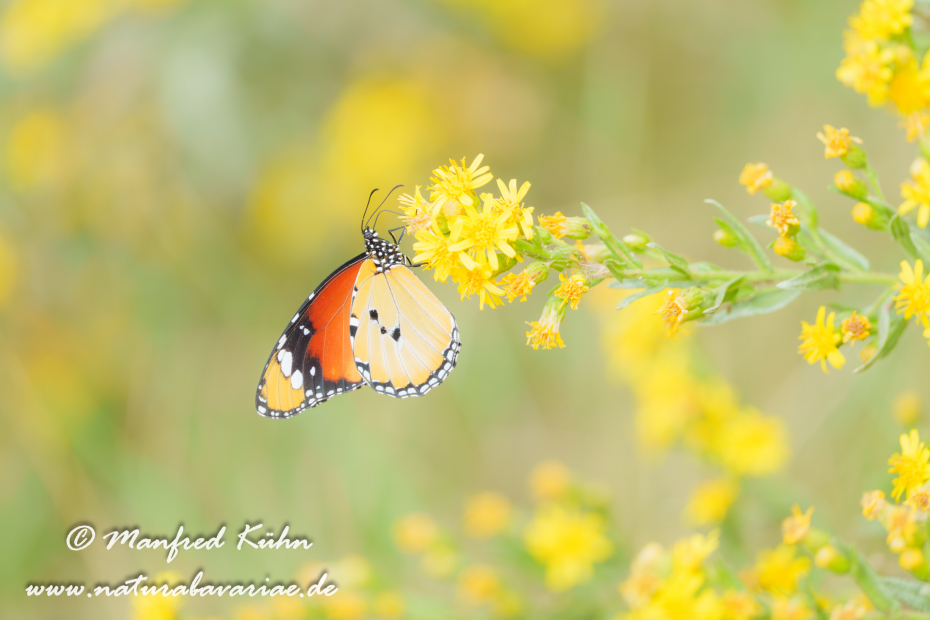 Monarch (Kleiner)_0042