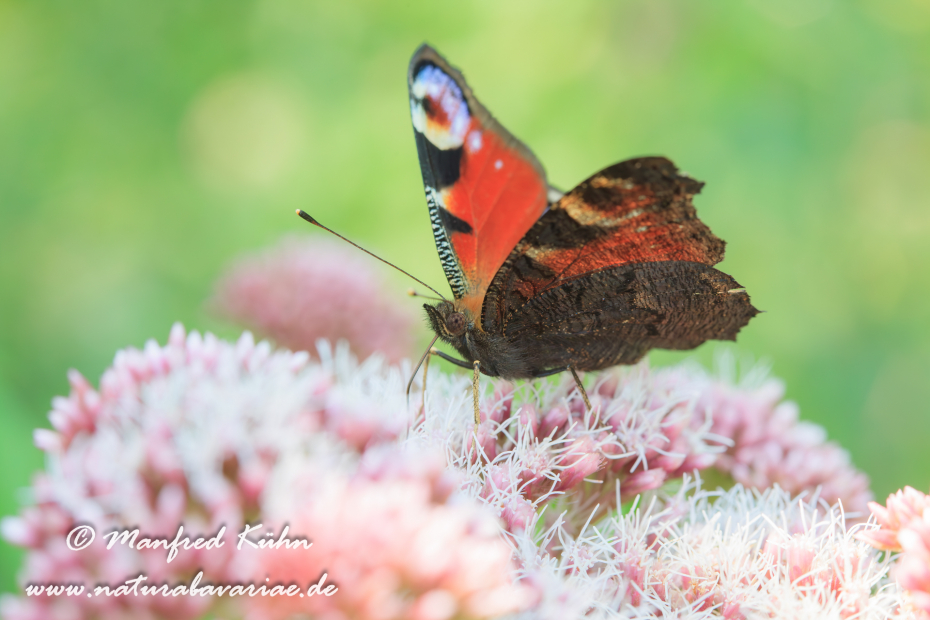 Pfauenauge ()_0019