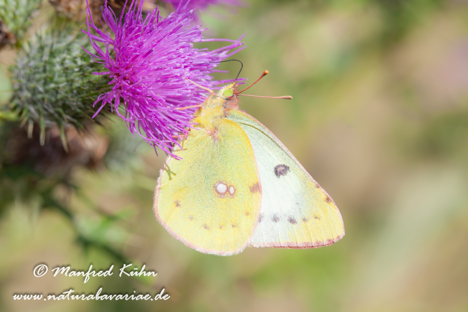 Golden Acht (Heufalter)_0001