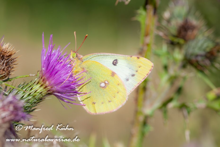 Golden Acht (Heufalter)_0006