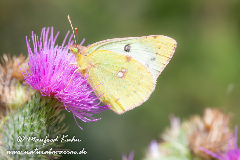 Golden Acht (Heufalter)_0009