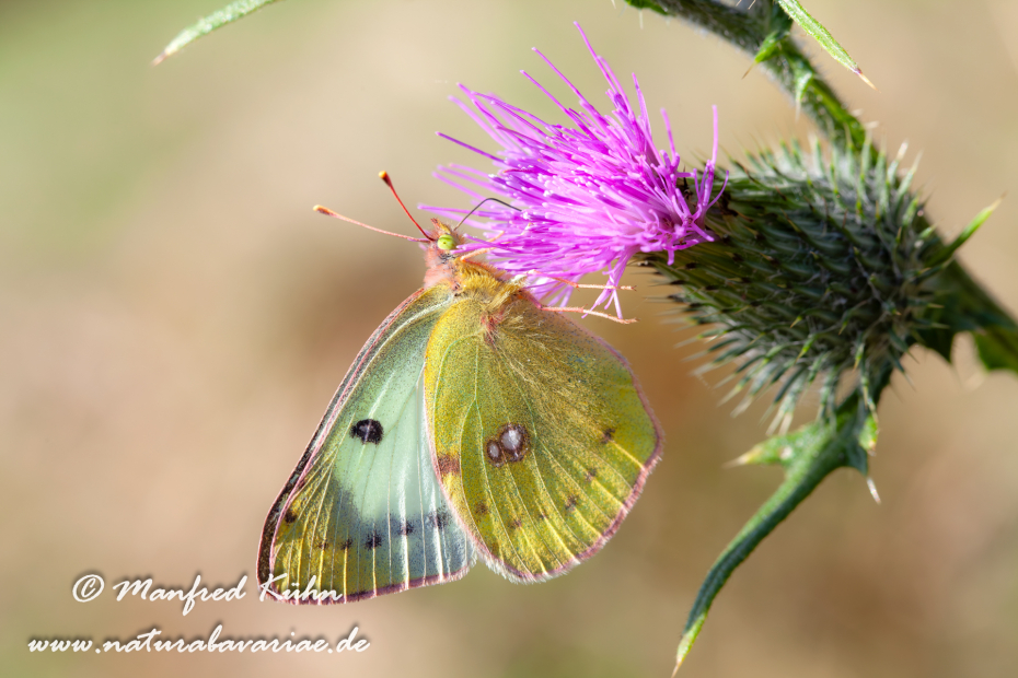 Golden Acht (Heufalter)_0013