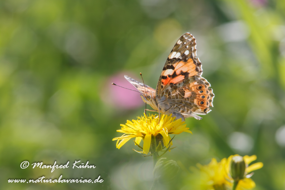 Distelfalter ()_0013