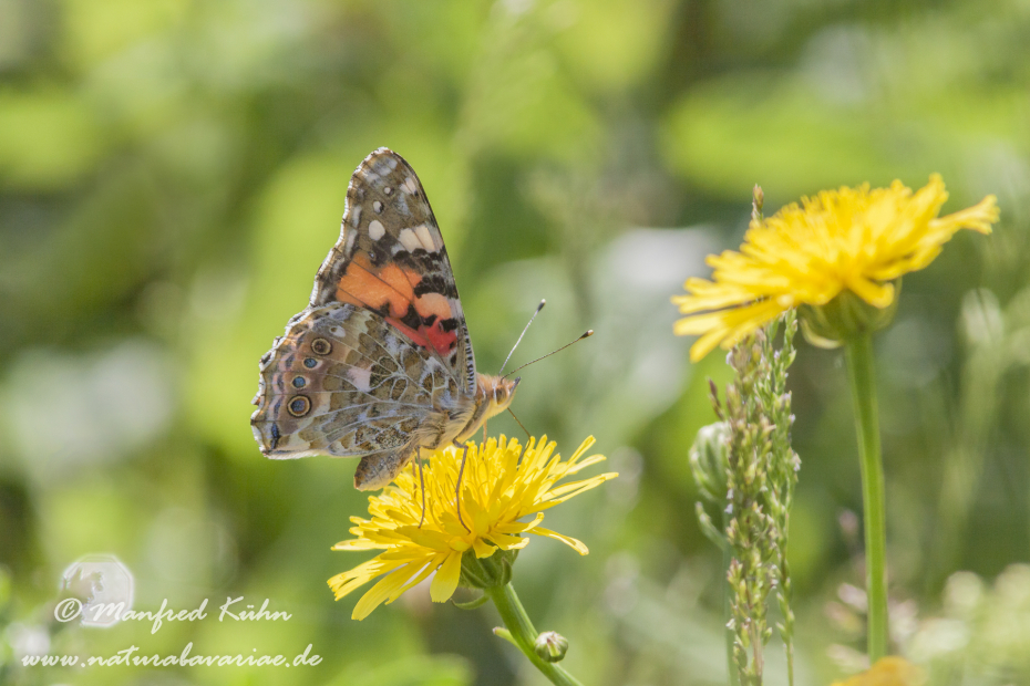 Distelfalter ()_0016