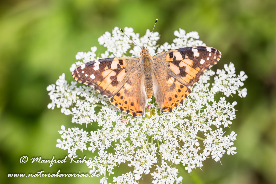 Distelfalter ()_0029