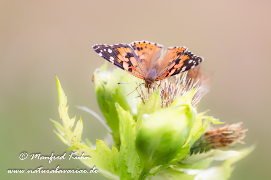 Distelfalter ()_0035