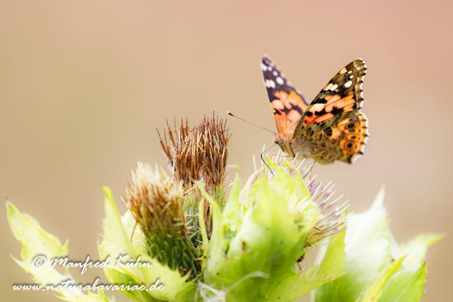 Distelfalter ()_0041