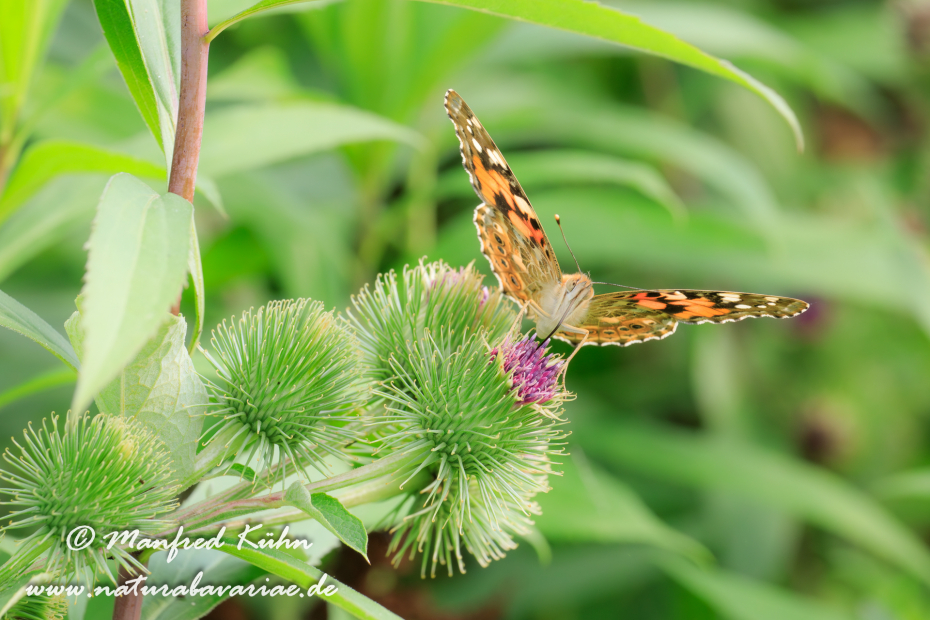 Distelfalter ()_0047