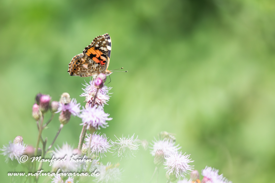 Distelfalter ()_0051