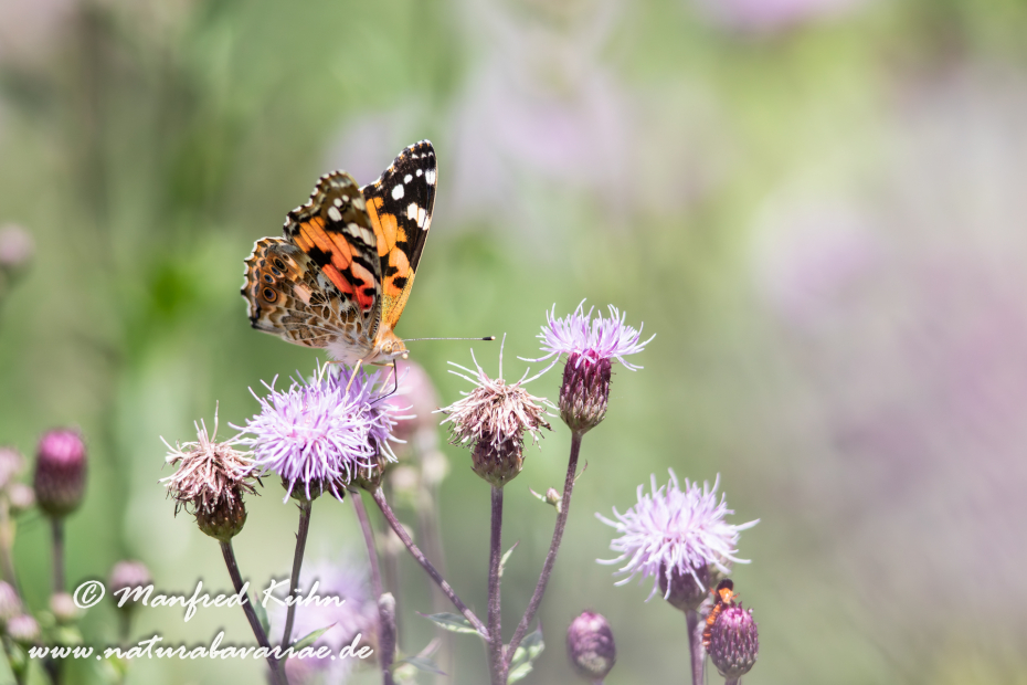 Distelfalter ()_0054