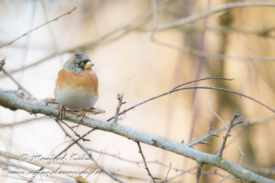 Bergfink ()_0109