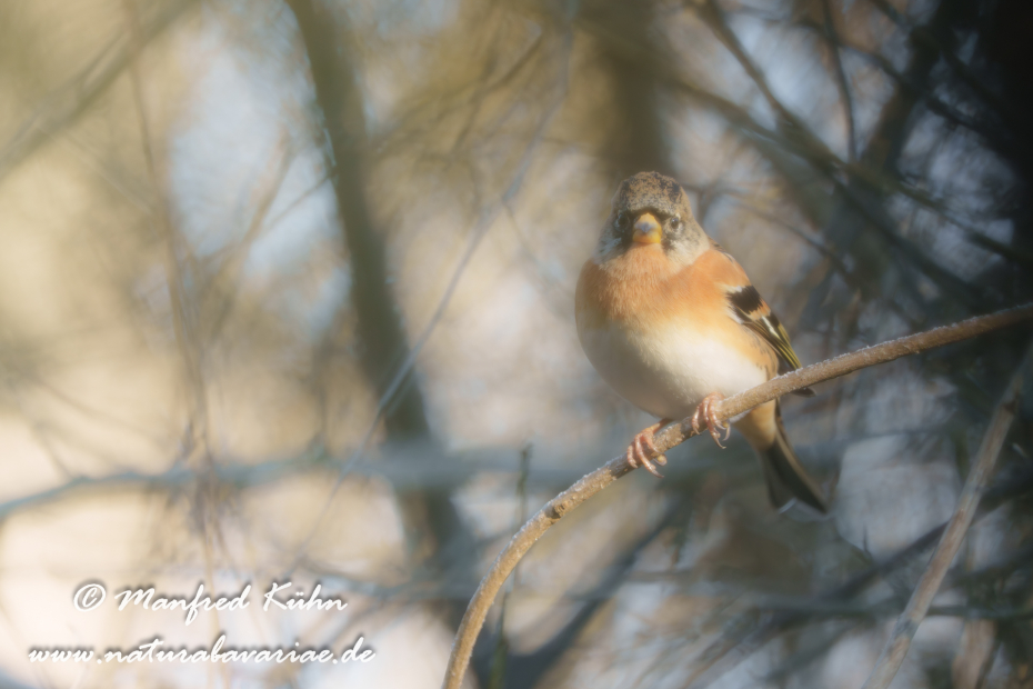 Bergfink ()_0112