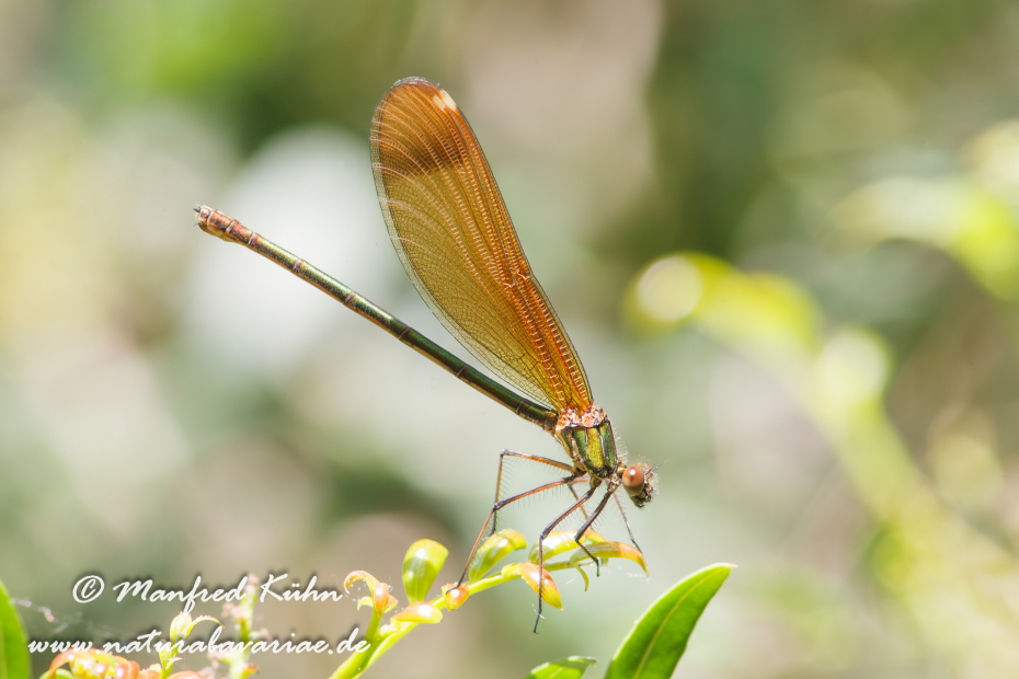 Prachtlibelle (Bronzene)_0003