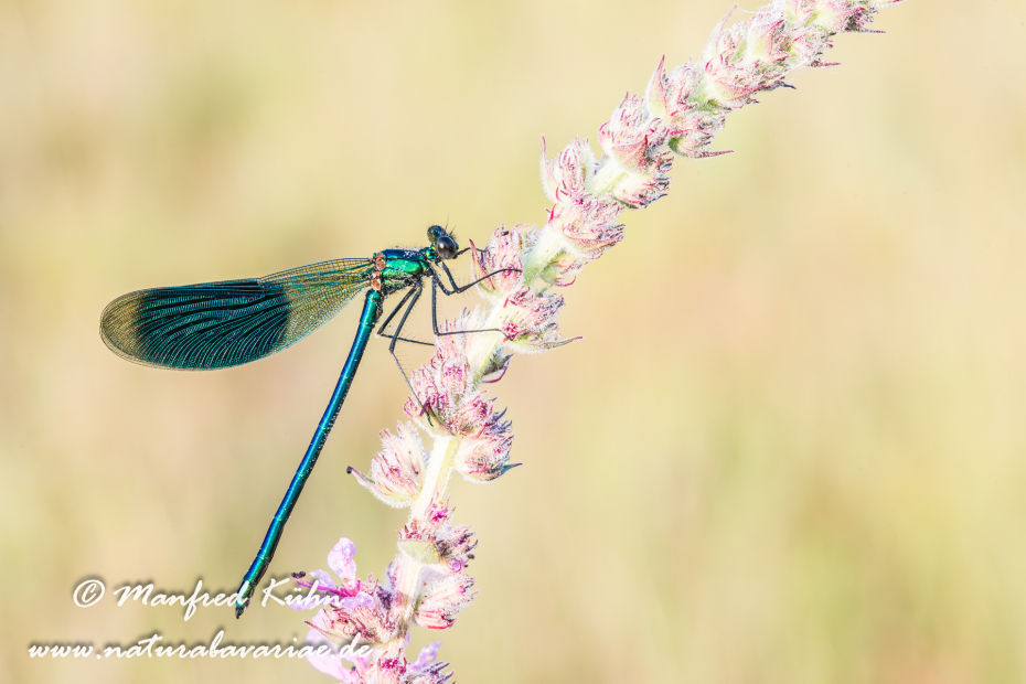 Prachtlibelle (Gebänderte)_0001