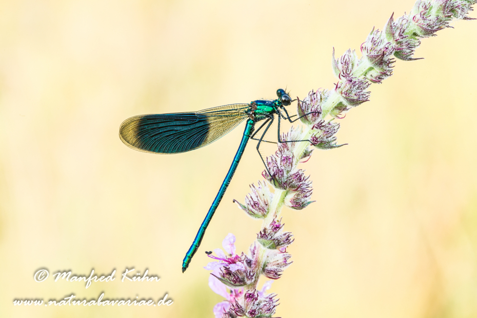 Prachtlibelle (Gebänderte)_0002