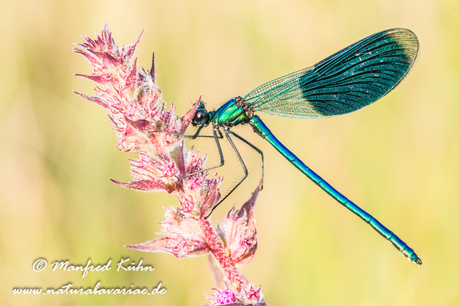 Prachtlibelle (Gebänderte)_0003