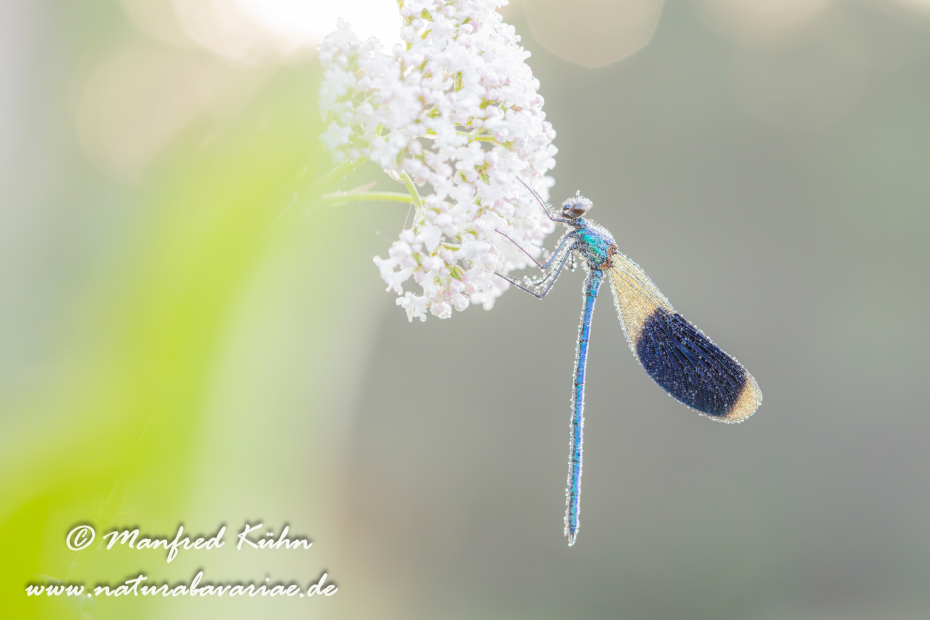 Prachtlibelle (Gebänderte)_0012